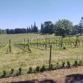 Agriturismo Fattoria Casabianca