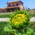 Agriturismo La Nocciolina