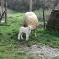 Agriturismo Tessenara