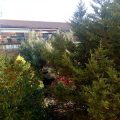 B&B Falcone