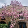 B&B La Magnolia