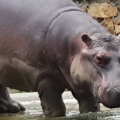 Biocasa