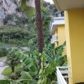 Hotel Garden