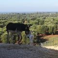 Masseria Le Terrazze di Serranova