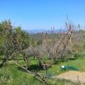 Podere Capiteto