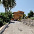 The Lemon Tree