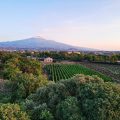 The Vineyard