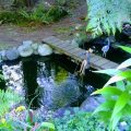 Tree Frog Night Inn