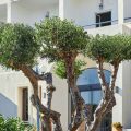 Vasia Ormos Hotel