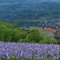 Villa Iris