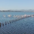 B&B Golfo degli Angeli