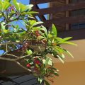 Hotel Pousada Solarium