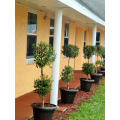 Be Inn Punta Gorda