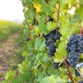 Blue Heron Vineyards and Retreat