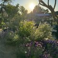 Bluebird Canyon Farm