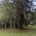 Cedars Plantation