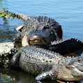 Champagne’s Swamp Tours & Cabin Rentals