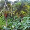 Hale Lani Bed and Breakfast