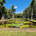 Le Jardin de Pamplemousse