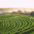 Montaluce Winery & Restaurant
