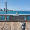 Pelican By The Sea