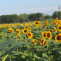 Sweet Berry Farm Bed & Breakfast