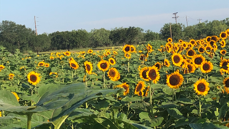 Sweet Berry Farm Bed & Breakfast in Marble Falls, Texas, United States