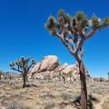 The Joshua Tree House