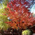 The Place at Pinetop