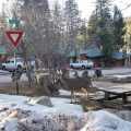 The Spruce Cabins