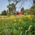 The Wildflower Eco Farm