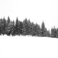 Whispering Pines Cabins