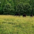 Whitewood Farm