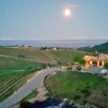 Wild Coyote Estate
