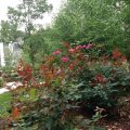 Willows Bed & Breakfast