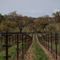 Zenaida Cellars