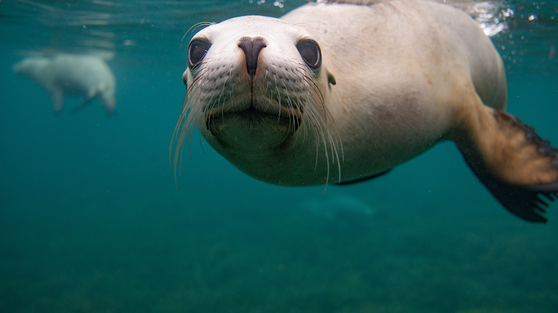 Adventure Bay Charters in Port Lincoln, Australia