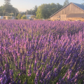 Ambiance Bed & Breakfast