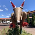 Bandicoot Motor Inn