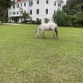 Cumberland Island Inn & Suites