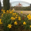Honey Oak House at Laraneta Vineyards