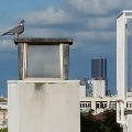 Hotel ibis Boulogne Billancourt