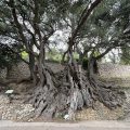 L’Olivier de Roquebrune