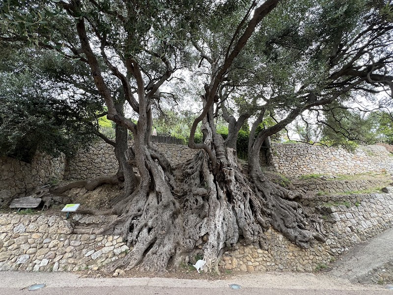 L'Olivier de Roquebrune in Roquebrune-sur-Argens, France