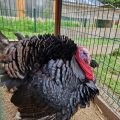 La Ferme des Sorgues