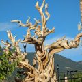 Manitou Inn & Suites