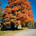Pea Ridge Inn