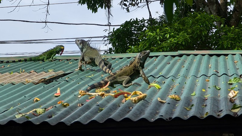 Posada Andrea Cristina in Sarapiqui, Costa Rica