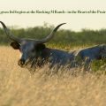 Rocking M Ranch