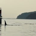 Sidney Whale Watching B&B